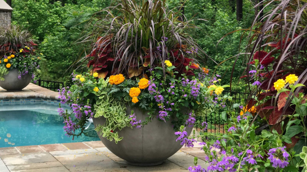 MyGardenAndPatio Robert