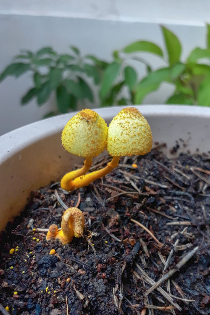 Mushrooms Growing in Potted Plant