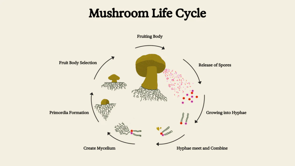 Mushrooms Growing in Potted Plant