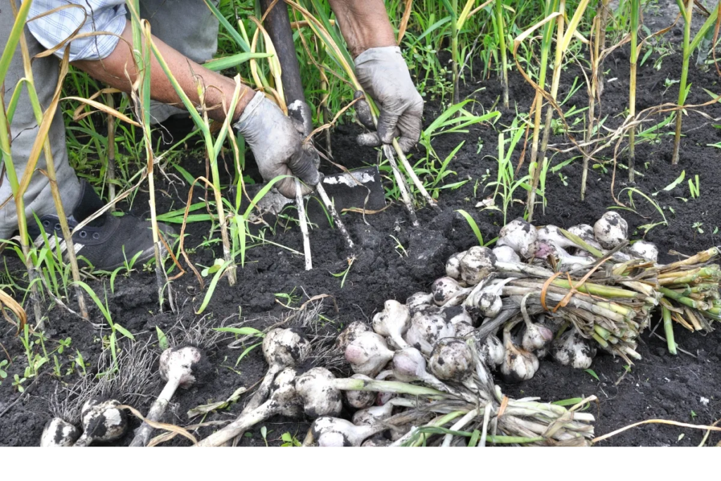 Harvesting Garlic: The Complete Guide to Cure & Store