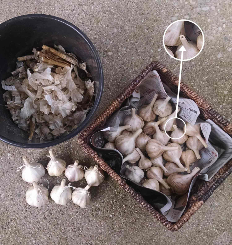 Harvesting Garlic: The Complete Guide to Cure & Store